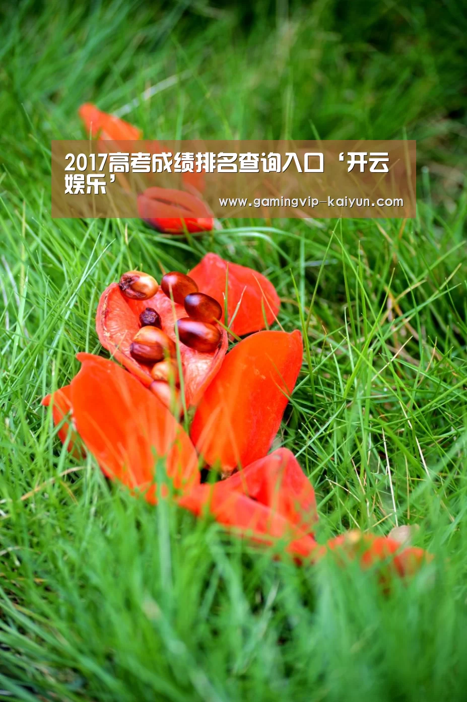 2017高考成绩排名查询入口‘开云娱乐’(图3) 开云篮球